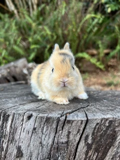 Purebred netherland dwarfs