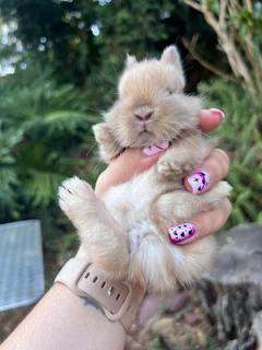 Purebred netherland dwarf