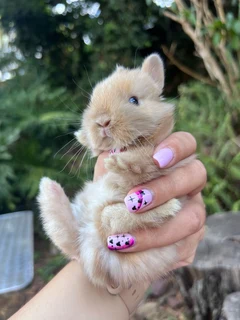 Purebred netherland dwarf