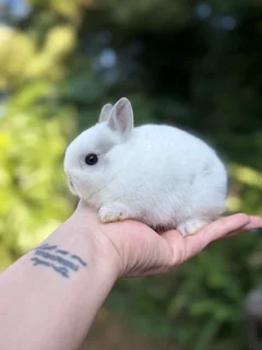 Purebred netherland dwarf boy