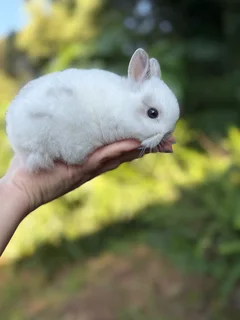 Purebred netherland dwarf boy
