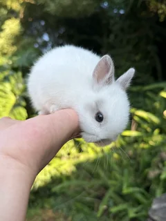 Purebred netherland dwarf boy