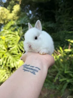 Purebred netherland dwarf boy