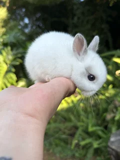 Purebred netherland dwarf boy
