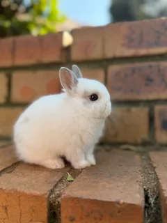 Purebred netherland dwarf boy