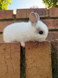 Purebred netherland dwarf boy