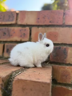 Purebred netherland dwarf boy
