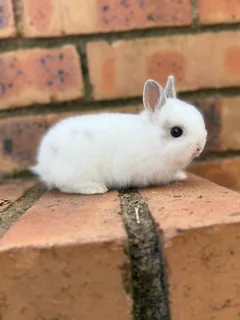 Purebred netherland dwarf boy