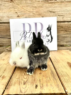 Purebred netherland dwarfs