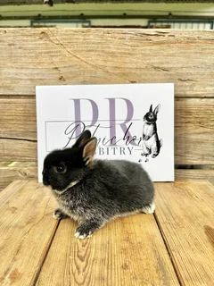 Purebred netherland dwarfs