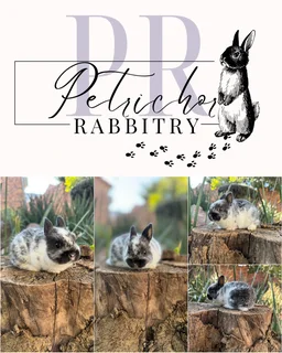 Purebred Netherland dwarfs