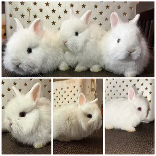 Blue eyed white dwarf angora boys