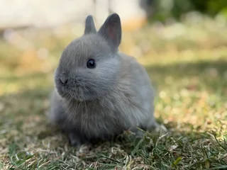 Purebred netherland dwarfs