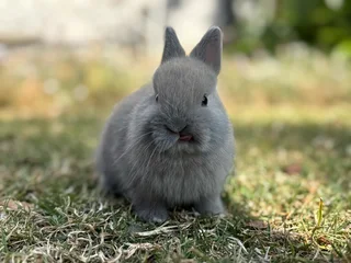 Purebred netherland dwarfs