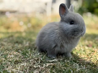Purebred netherland dwarfs