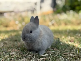 Purebred netherland dwarfs