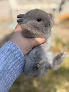 Purebred netherland dwarfs