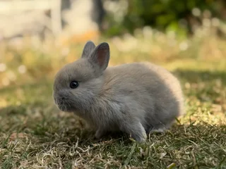 Purebred netherland dwarfs