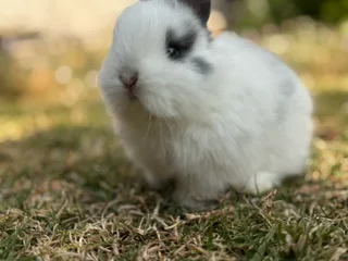 Purebred netherland dwarf boy