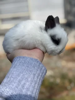 Purebred netherland dwarf boy