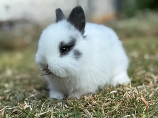Purebred netherland dwarf boy