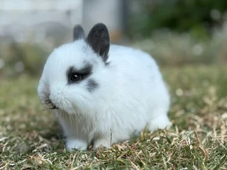 Purebred netherland dwarf boy