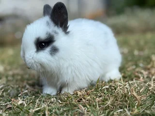 Purebred netherland dwarf boy