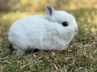 Purebred netherland dwarf