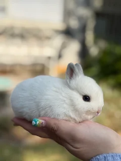 Purebred netherland dwarf