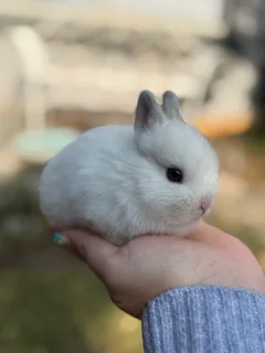 Purebred netherland dwarf