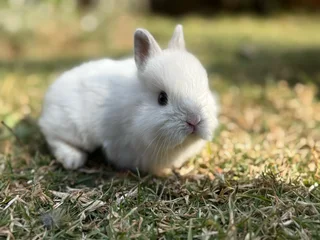 Purebred netherland dwarf