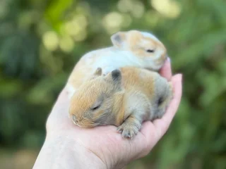 Purebred netherland dwarf girls