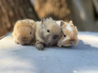Purebred Netherland dwarf