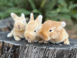 Purebred flemish giants