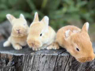 Purebred flemish giants