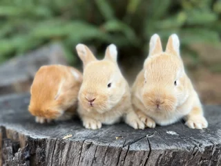 Purebred flemish giants