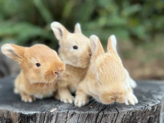 Purebred flemish giants