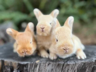 Purebred flemish giants