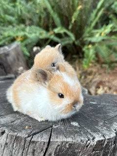 Purebred netherland dwarfs