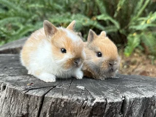 Purebred netherland dwarfs