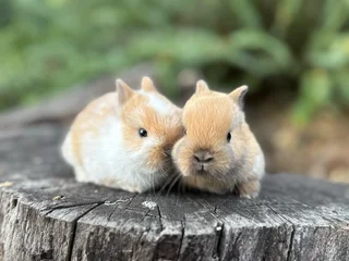 Purebred netherland dwarfs