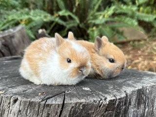 Purebred netherland dwarfs