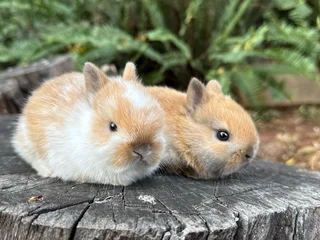 Purebred netherland dwarfs