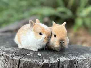 Purebred netherland dwarfs