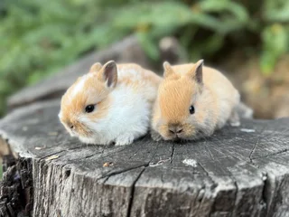 Purebred netherland dwarfs