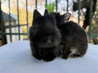 Purebred jersey wooly dwarf angora
