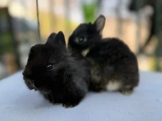 Purebred jersey wooly dwarf angora