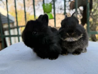 Purebred jersey wooly dwarf angora