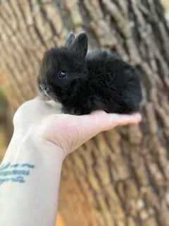 Purebred jersey wooly dwarf angora