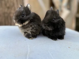 Purebred jersey wooly dwarf angora